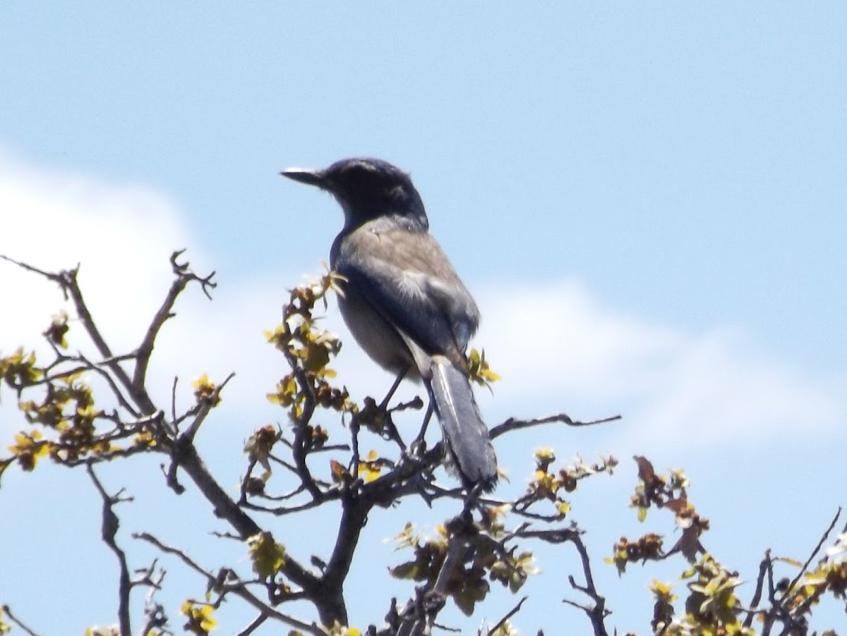 Woodhouse's Western Scrub Jay