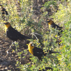 Yellow-headed Blackbirds