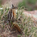 colorado chipmunk