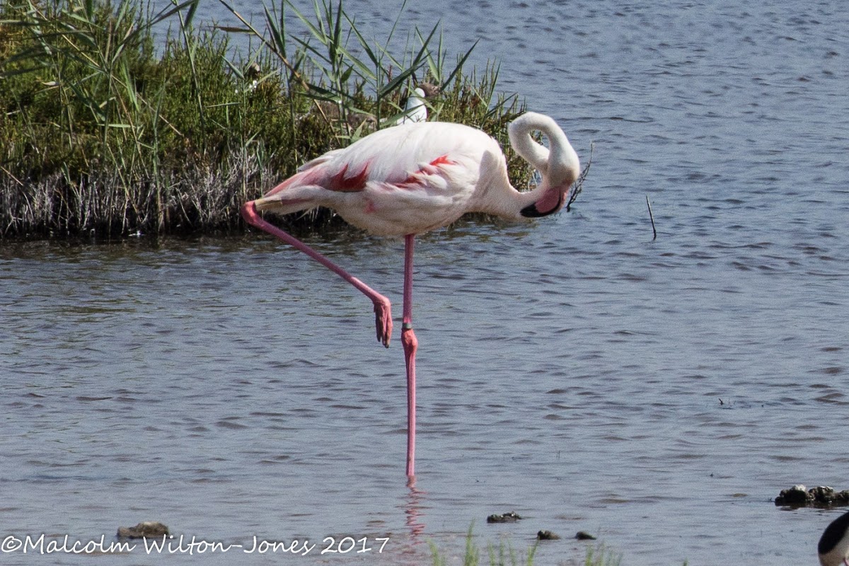 Greater Flamingo; Flamenco