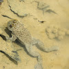 Yellow-bellied toad (κιτρινομπομπίνα)