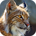 Icon Bobcat Sounds