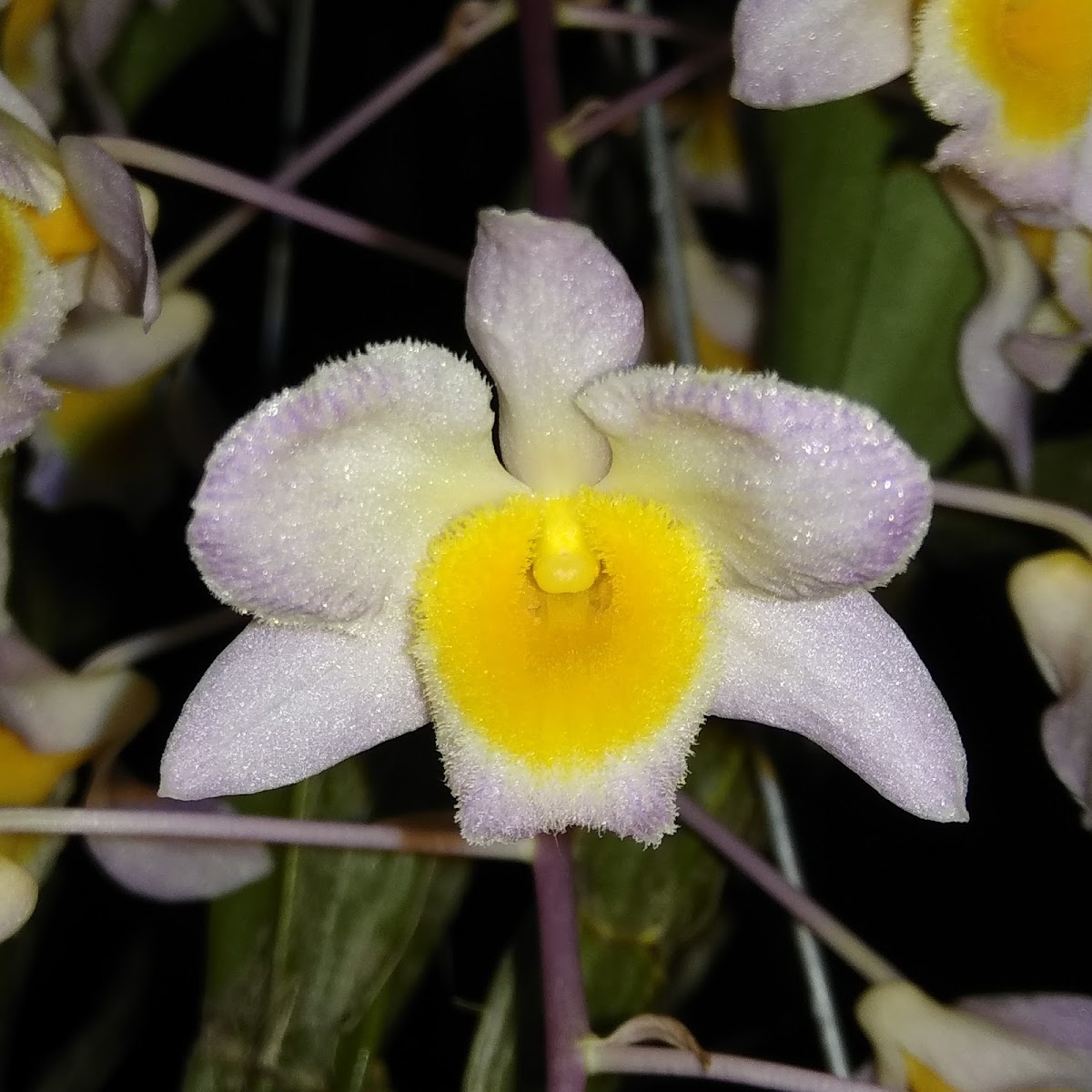 Farmer's Dendrobium