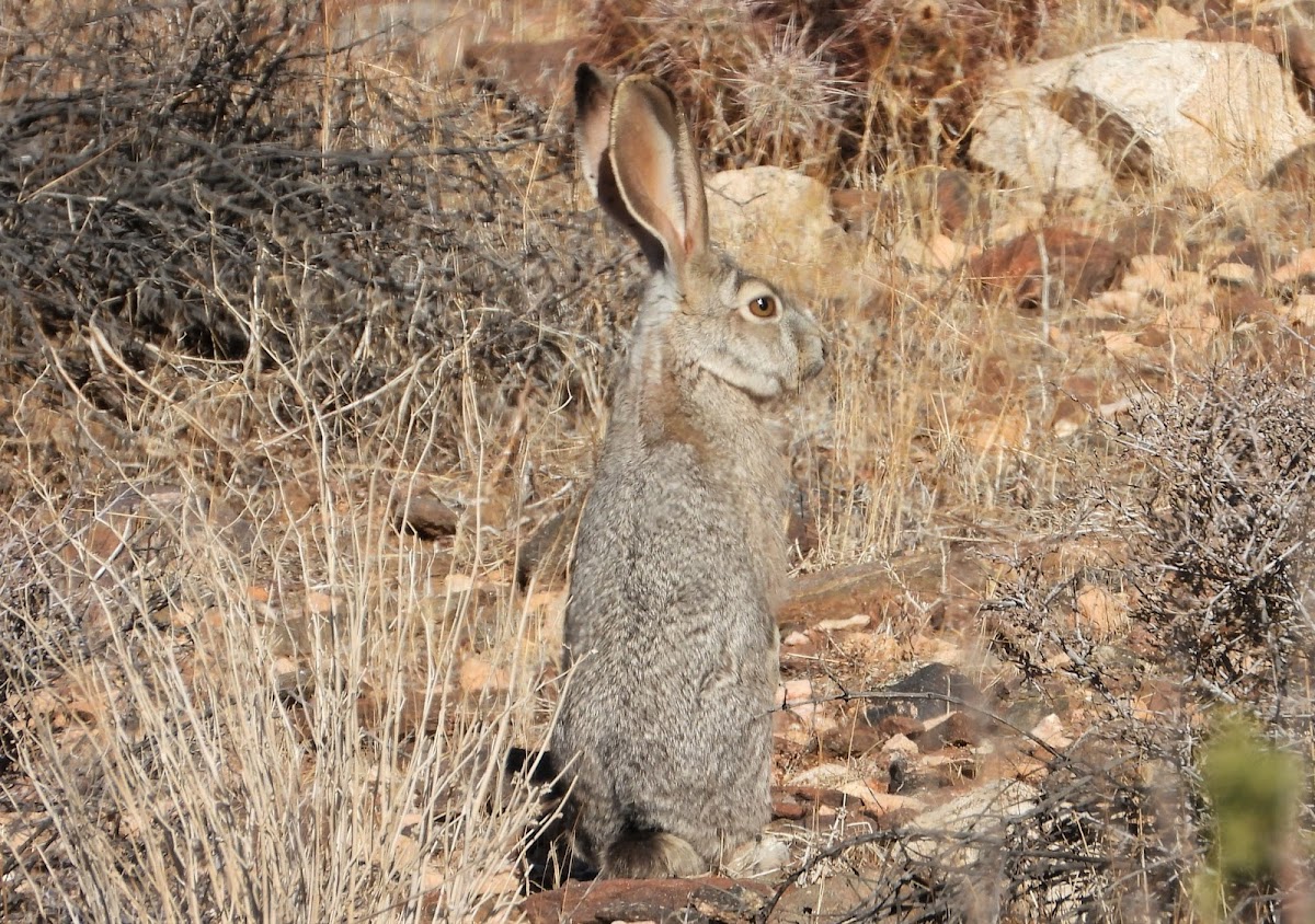 Desert Black-tailed Jackrabbit