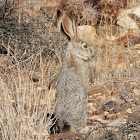 Desert Black-tailed Jackrabbit