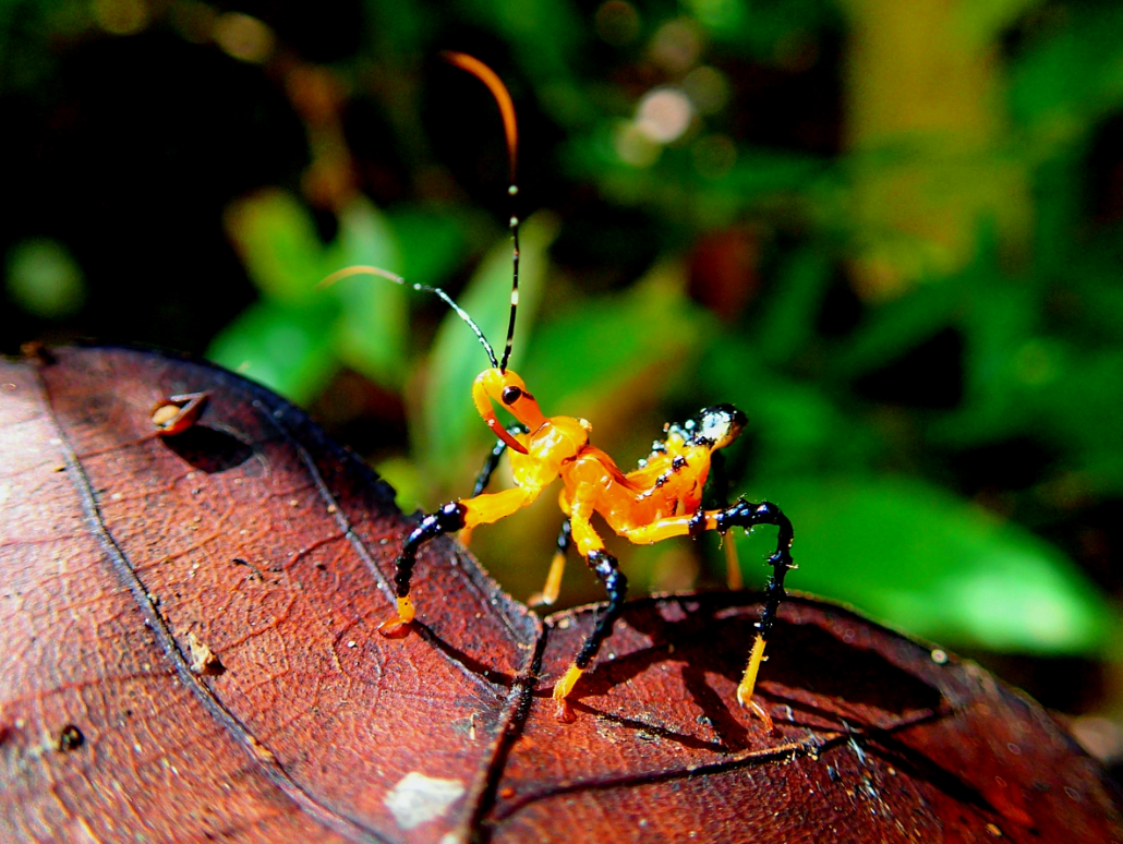 Assassin Bug