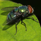 Green Bottle Fly