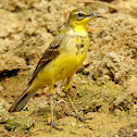 Western yellow wagtail