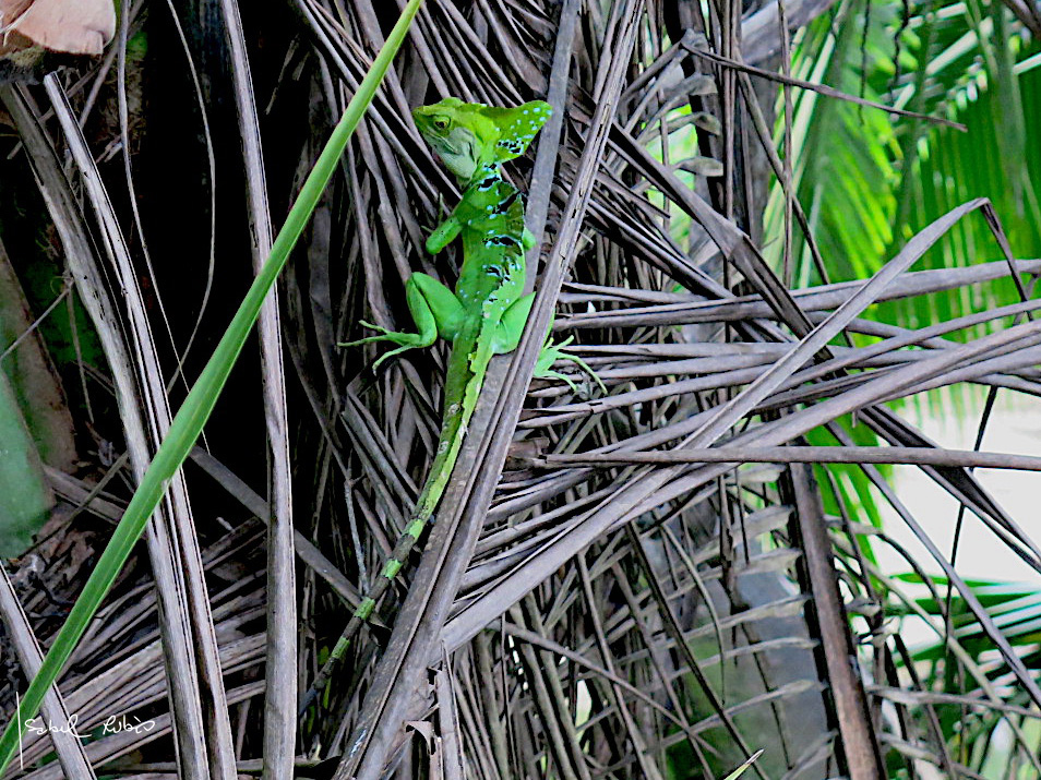 Basilisco verde