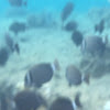 Whitebar Surgeonfish