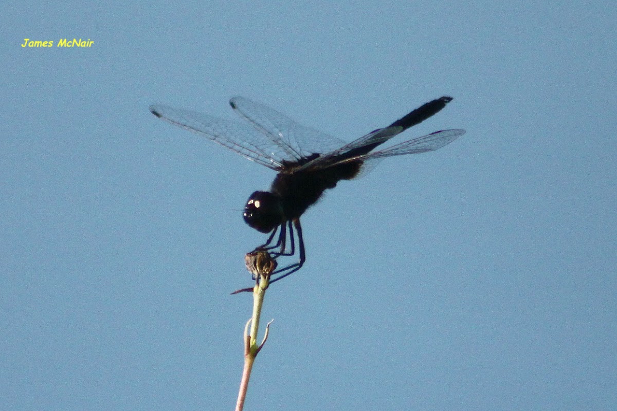 Black Saddlebags Skimmer Dragonfly