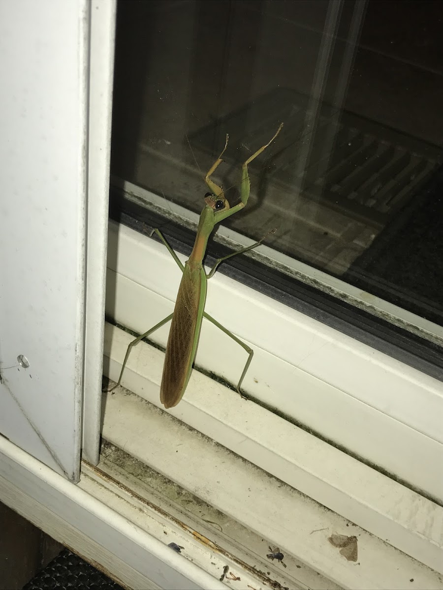 Chinese Mantis