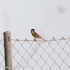 Tree Sparrow; Gorrión Molinero