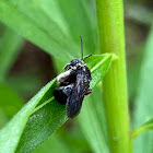 Two-spotted Longhorn Bee