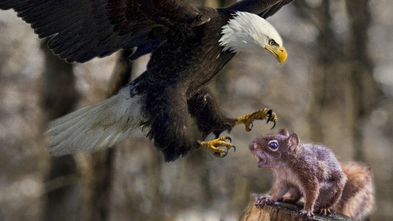 Eagle hunts Squirrel !!! Such a poor Squirrel - Unbelieve that the Eagle&#39;s  accuracy when hunting - YouTube