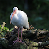 American white ibis