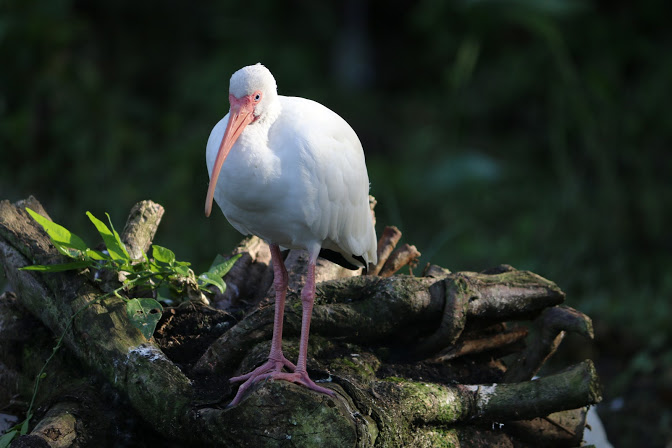 American white ibis