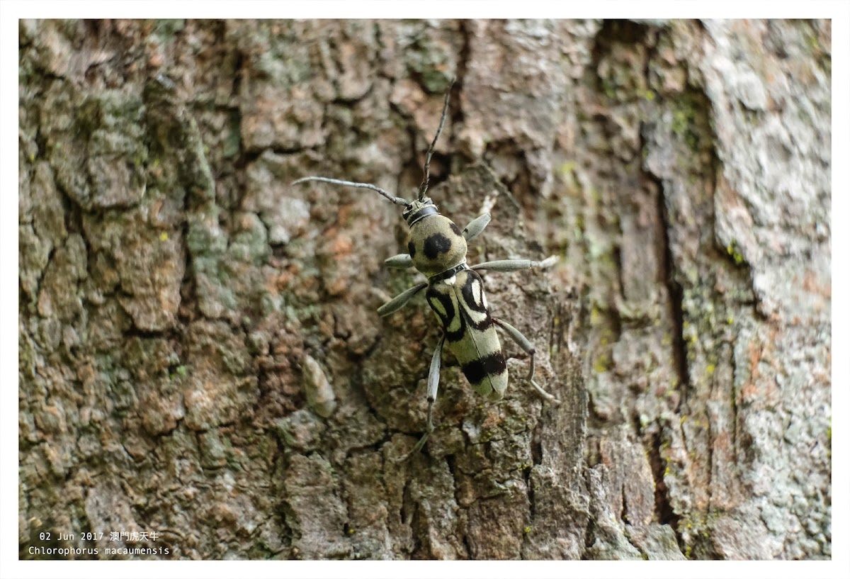 Chlorophorus macaumensis 澳門虎天牛