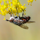 Tachinid fly