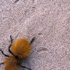 Yellow Velvet Ant