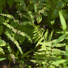 Marsh Fern