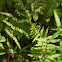 Marsh Fern