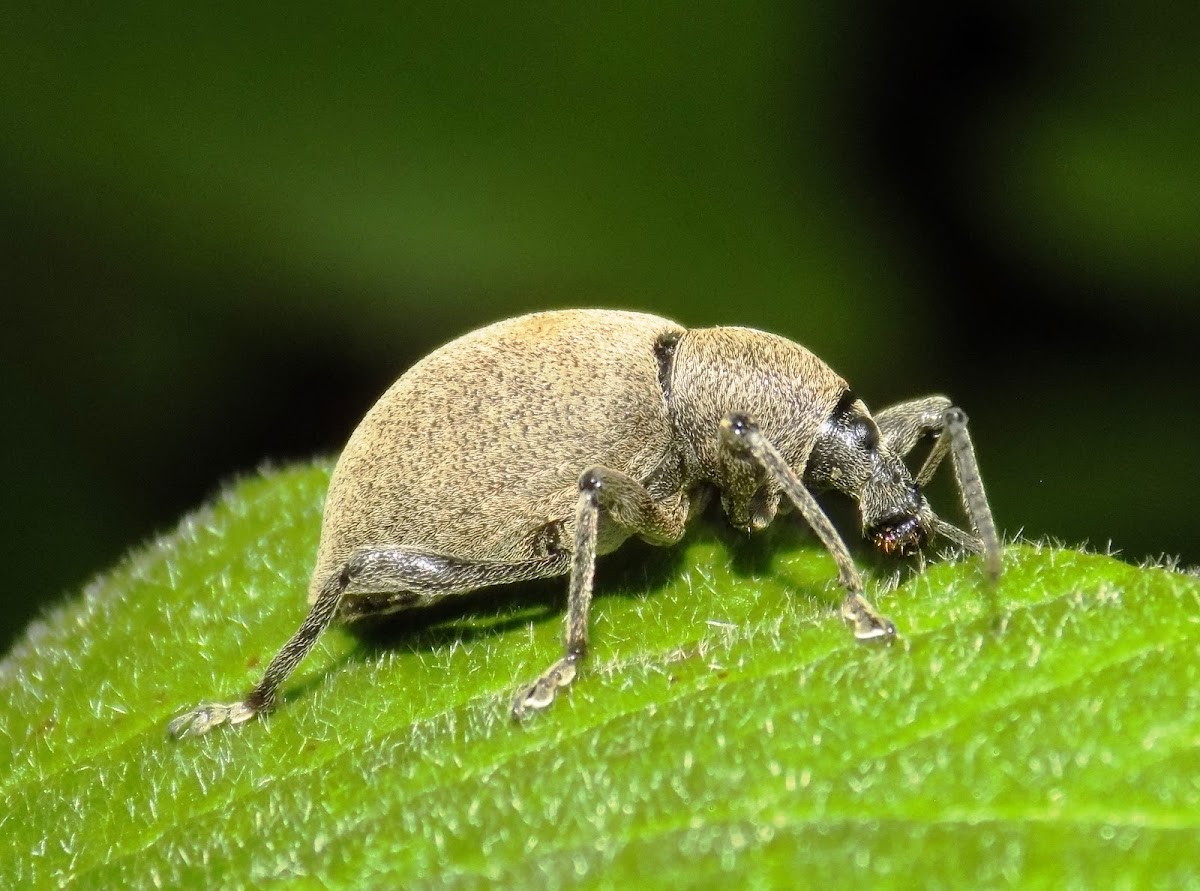 Weevil