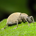 Weevil