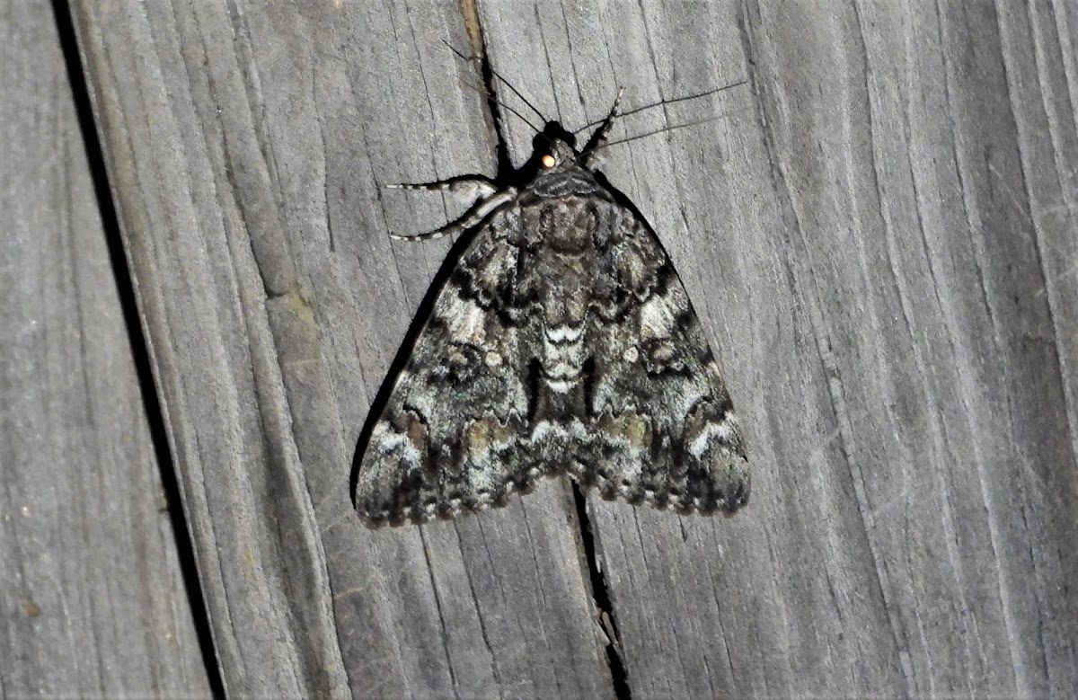 False Underwing