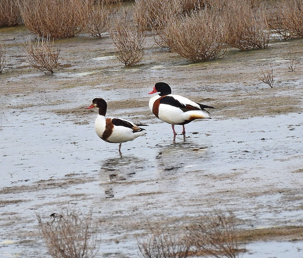 Shelduck