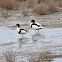 Shelduck