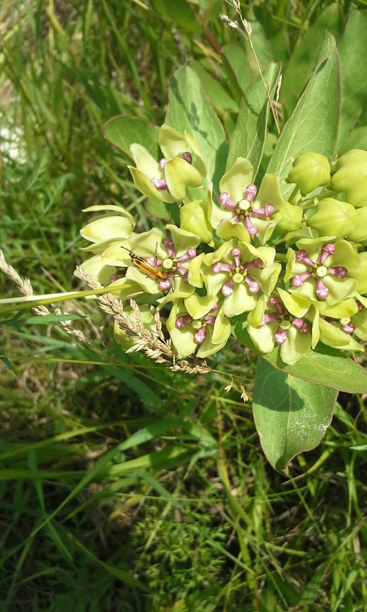 Green Antelopehorn Milkweed