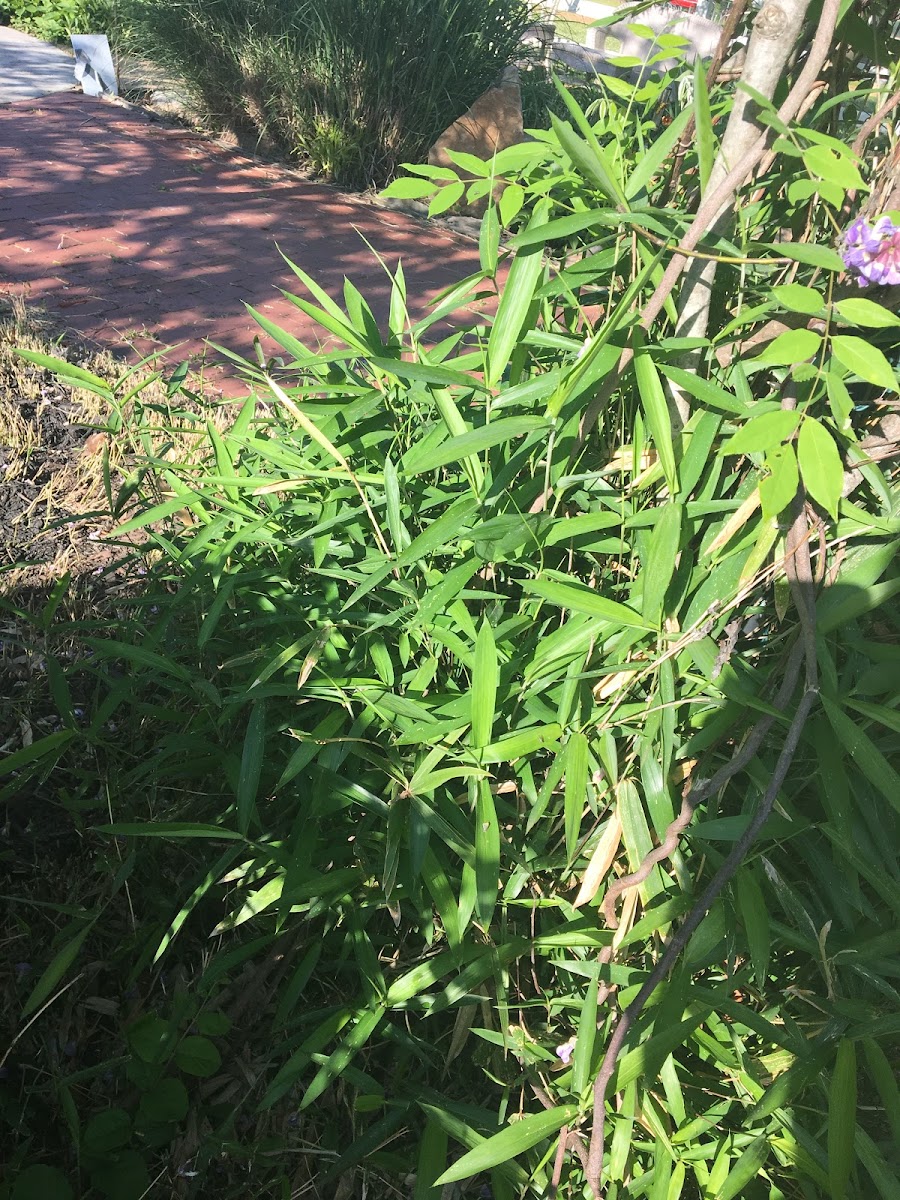 Dwarf Japanese Bamboo