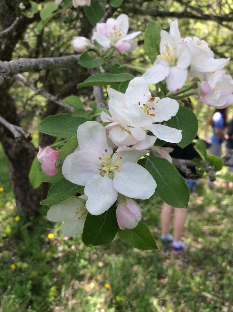 Apple tree