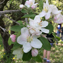 Apple tree