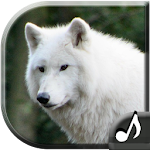 Cover Image of Unduh Wolf Sounds 20.0 APK