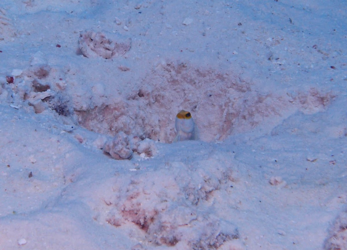 Yellowhead jawfish