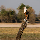 African fish eagle