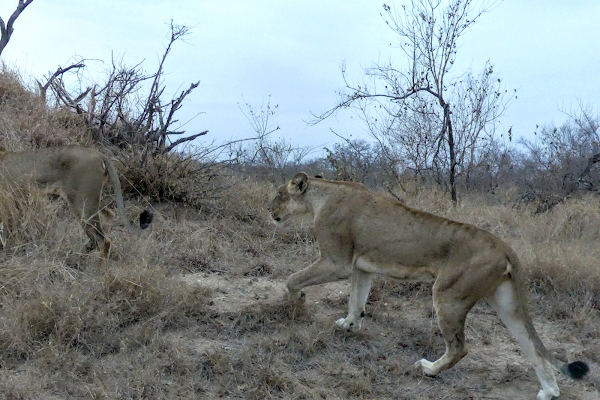 KRUGER DÍA 5: DE SKUKUZA A SATARA - SUDÁFRICA, DOS SEMANAS POR EL KRUGER Y LA COSTA SUR (2)