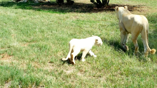 Lion Park South Africa 2015