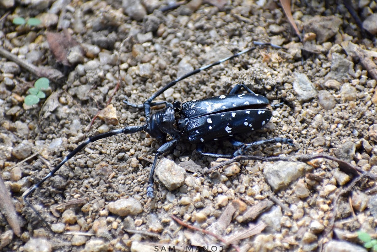 Citrus Long-horned Beetle