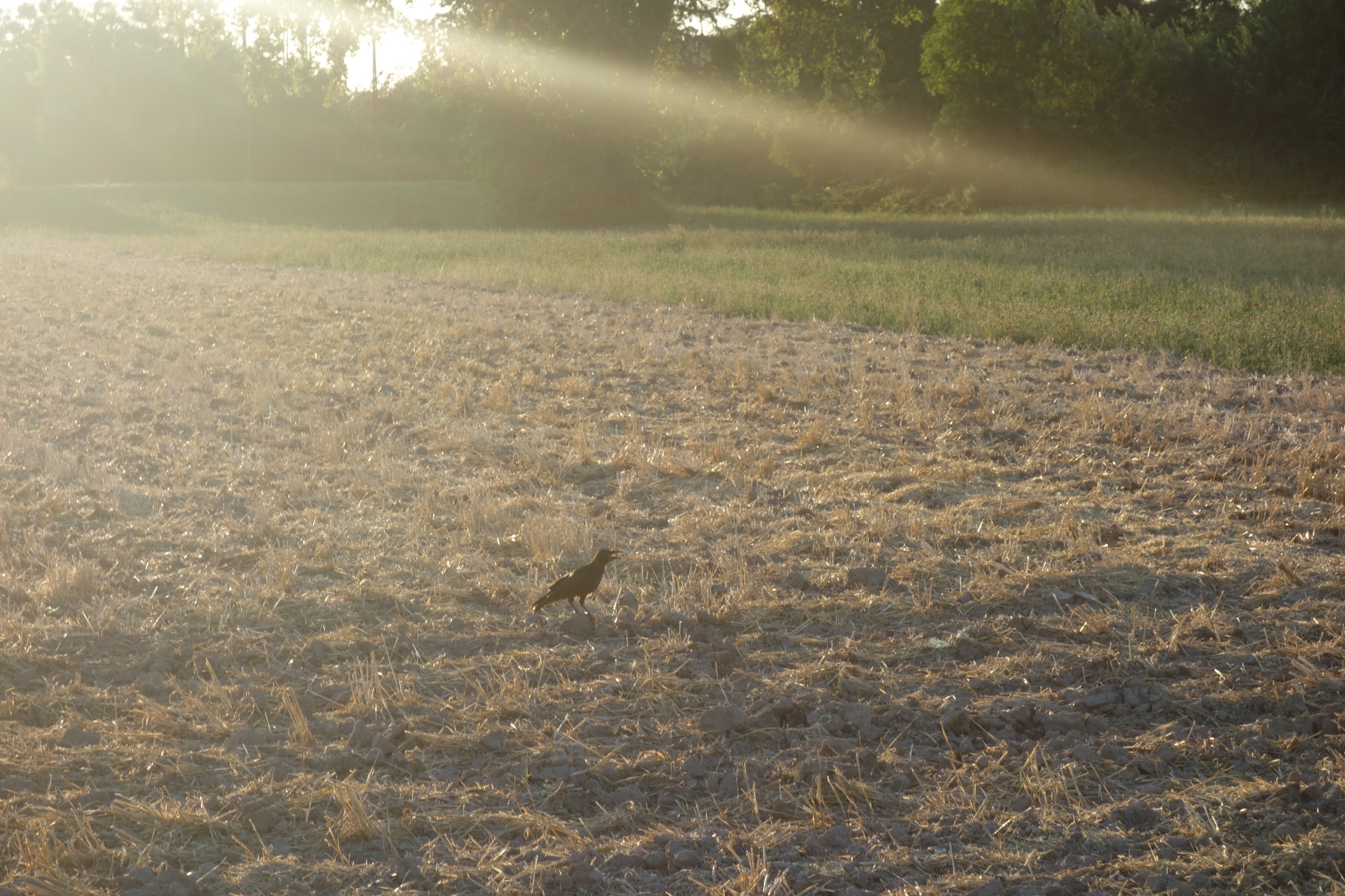 Crow at 40C