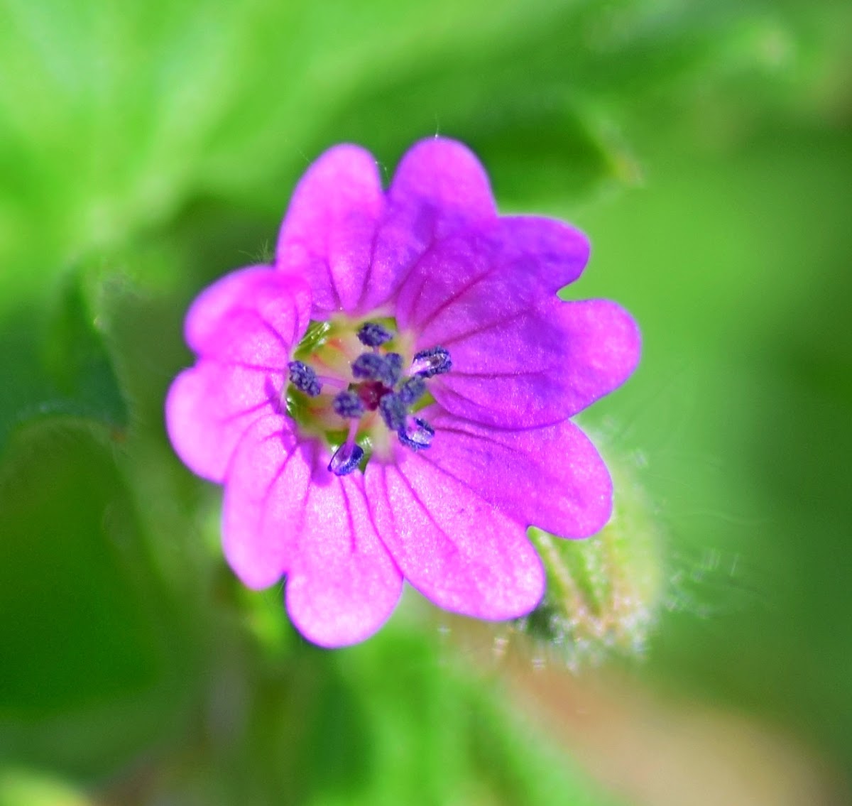 Dove's-foot Crane's-bill