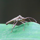 Leaf-footed bug