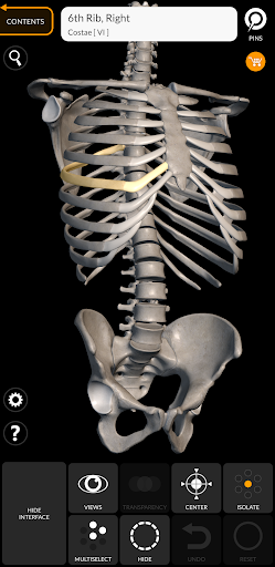 Screenshot Skeleton | 3D Anatomy