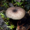 Entoloma