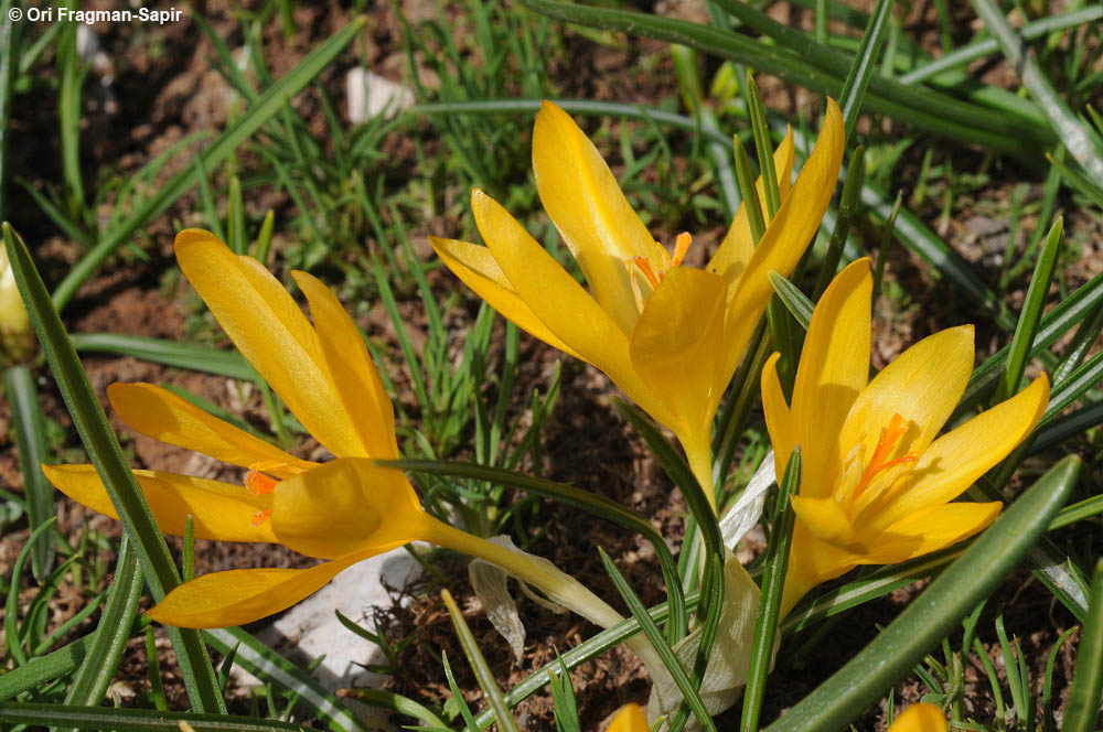 Henrik's Crocus