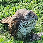 Cooper's Hawk