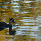 Pacific Black Duck