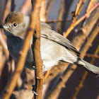 Blackcap; Curruca Capirotada